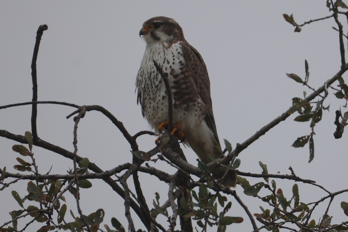 Prairie Falcon - ML646519871