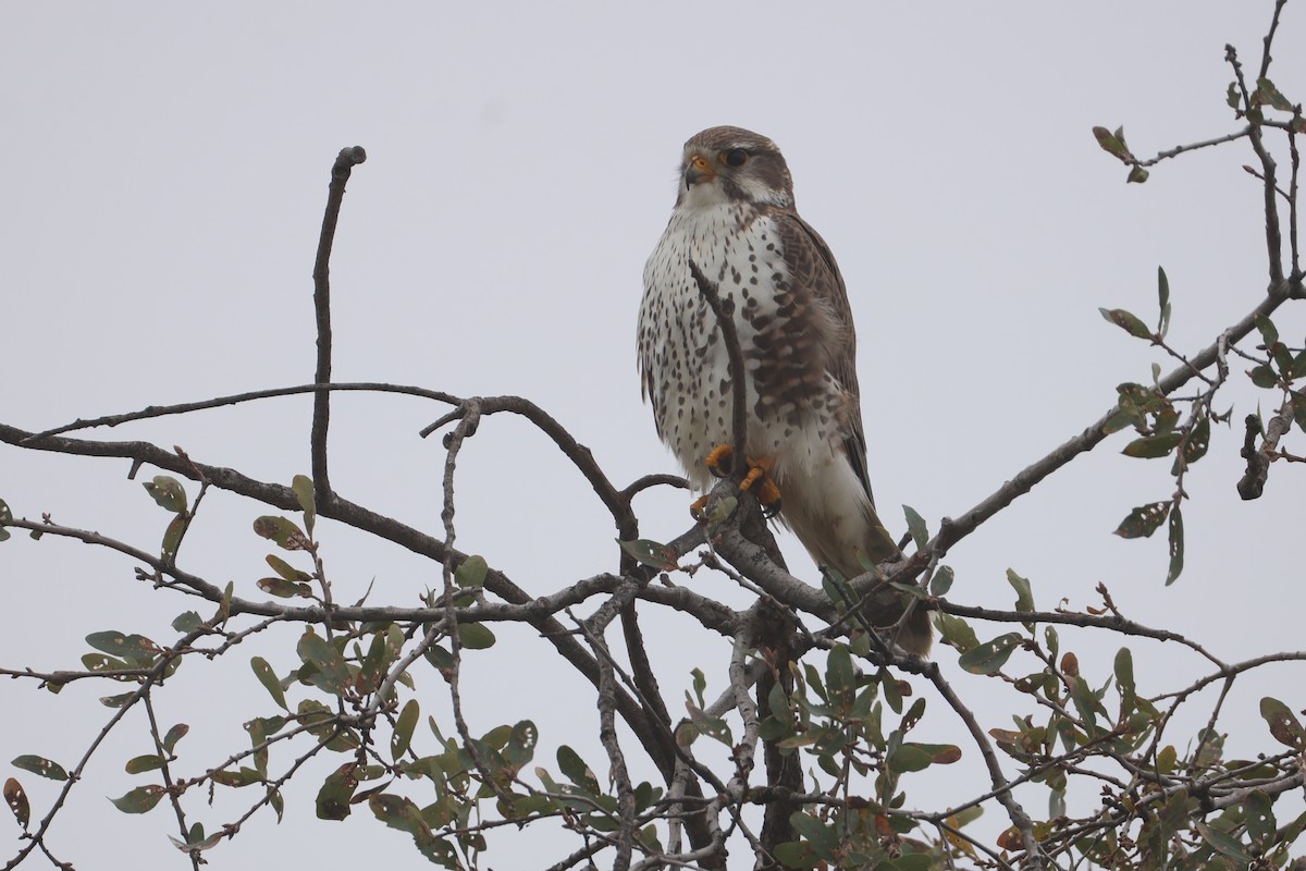 Prairie Falcon - ML646519872