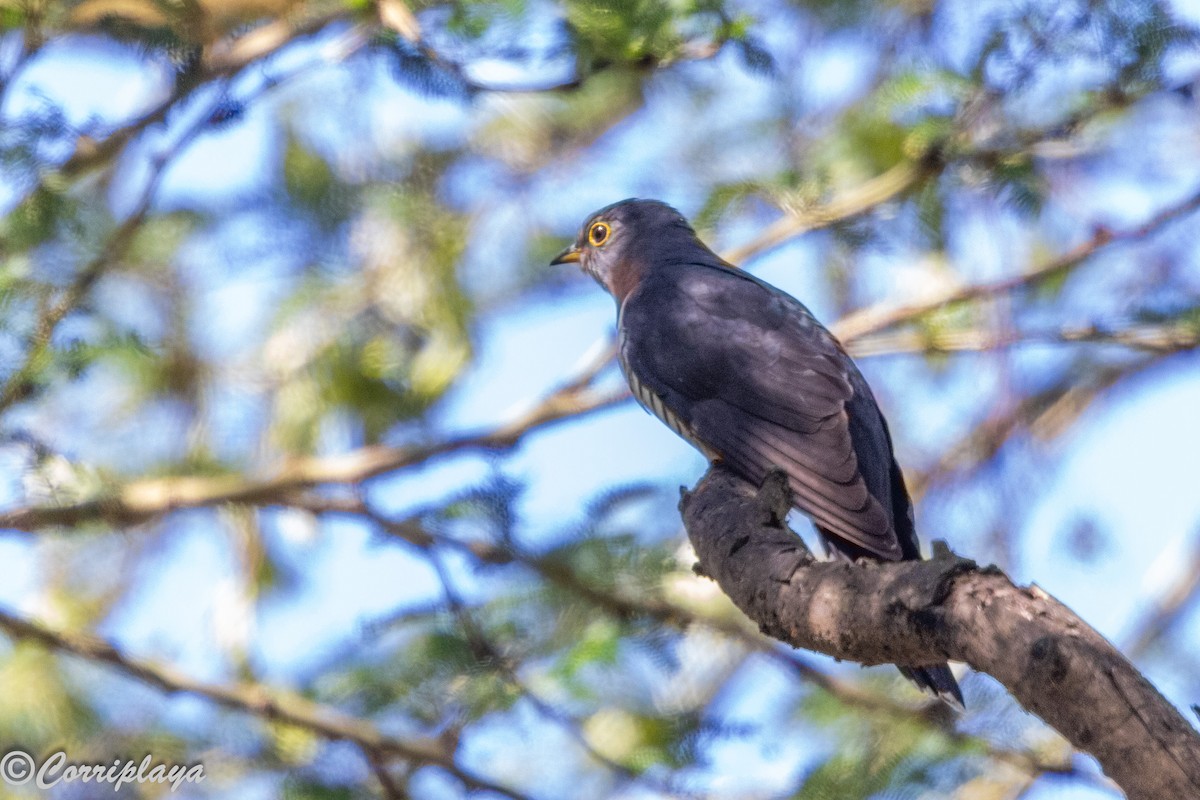 Red-chested Cuckoo - ML646519874