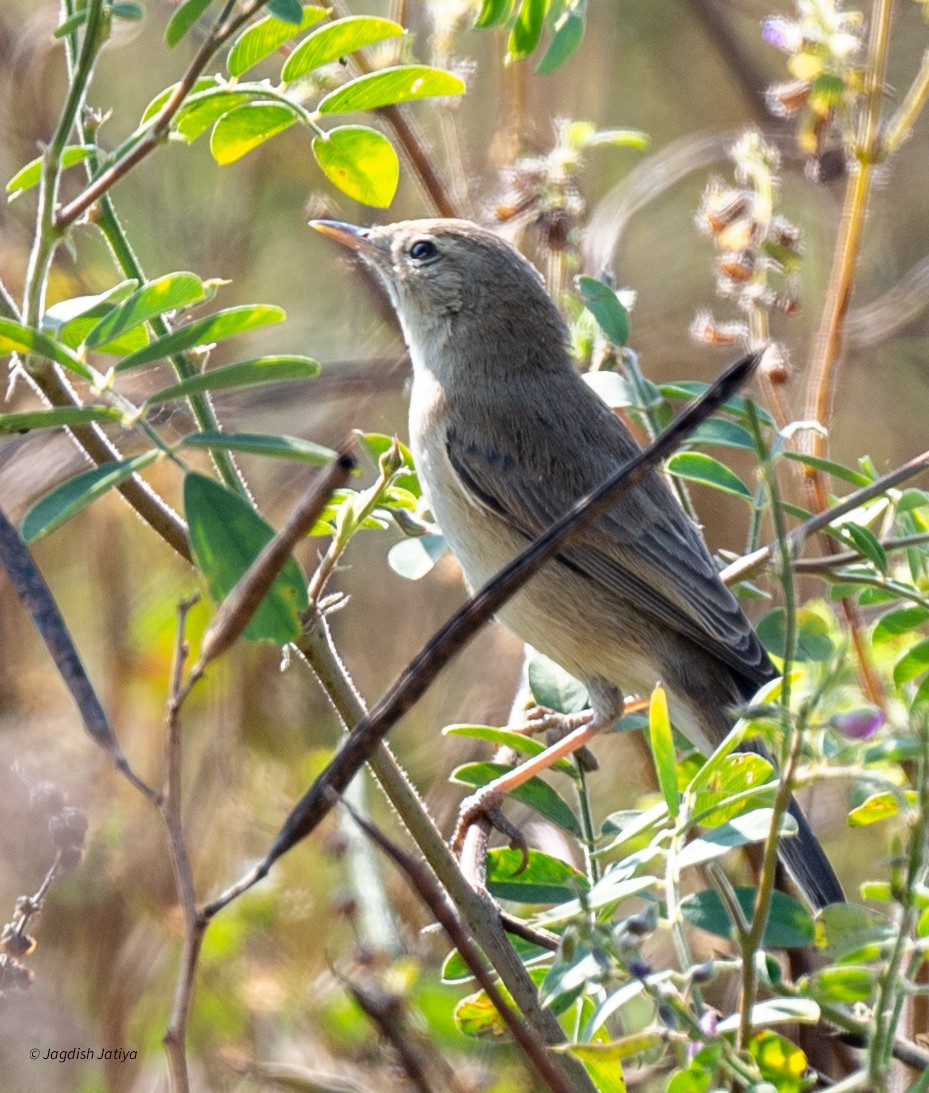 Küçük Mukallit - ML646519875