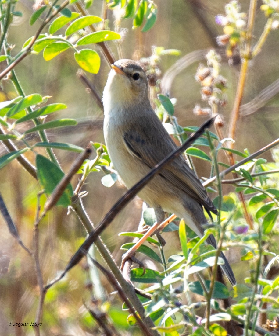 Küçük Mukallit - ML646519876