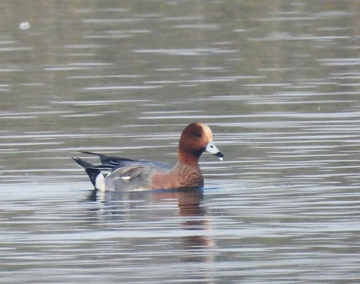 ヒドリガモ - ML646519877