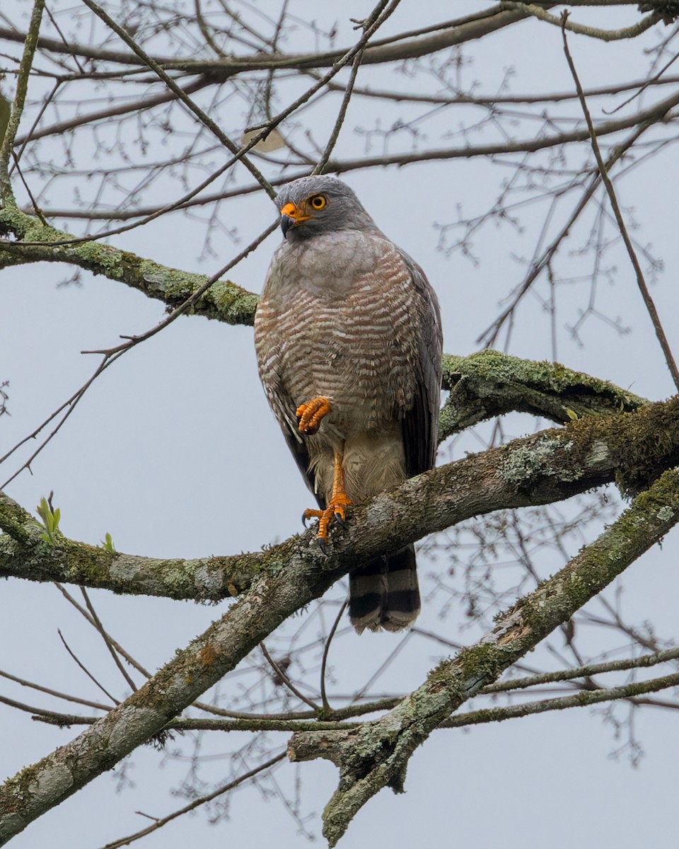 Roadside Hawk - ML646519878