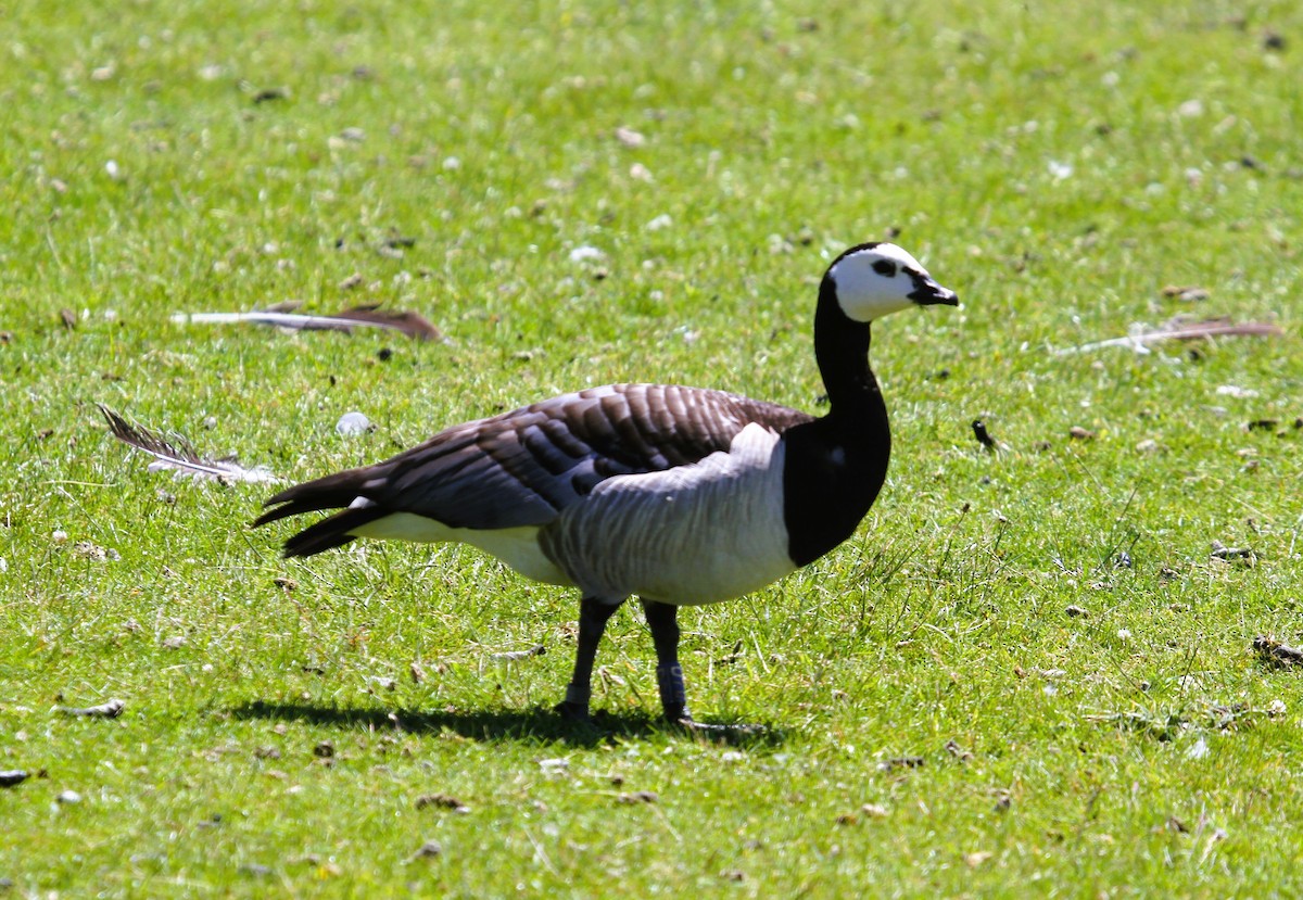 Barnacle Goose - ML646519880