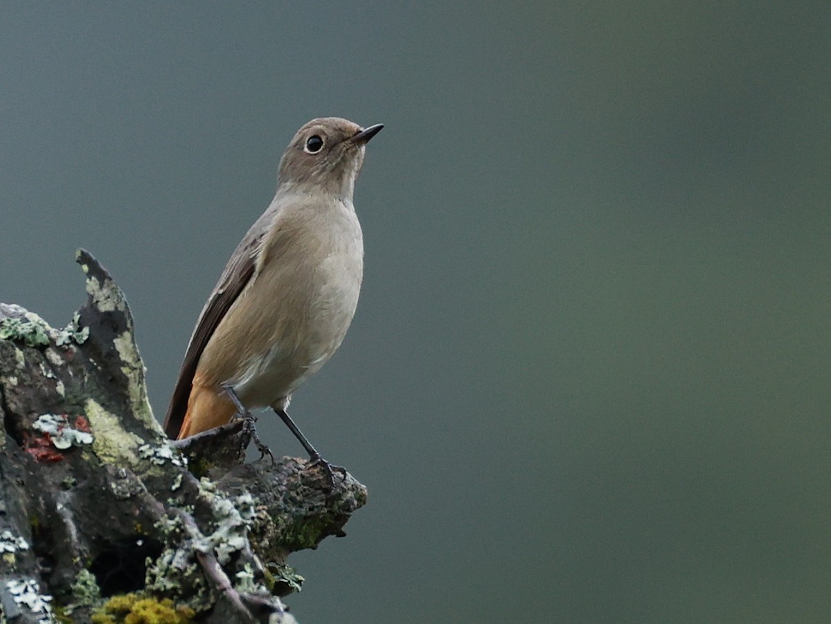 Hodgson's Redstart - ML646519881