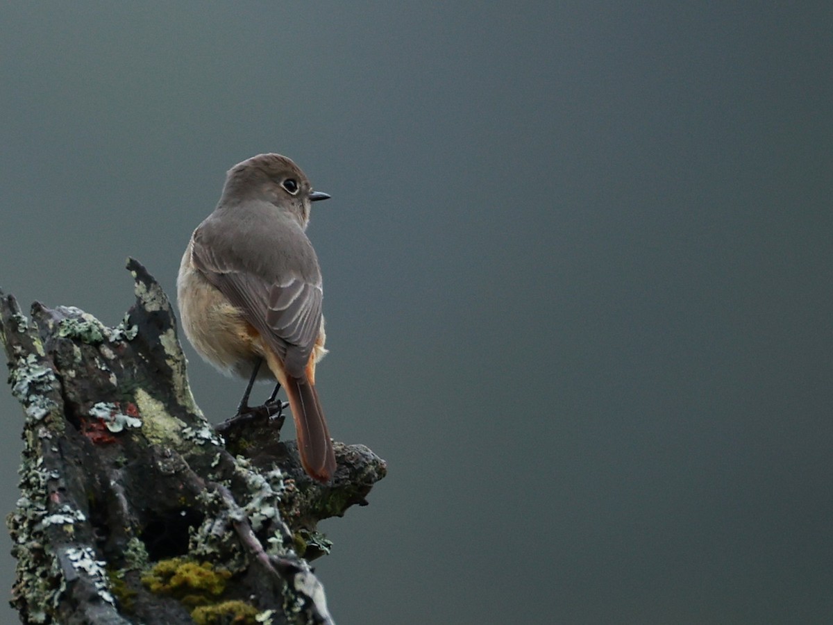 Hodgson's Redstart - ML646519882