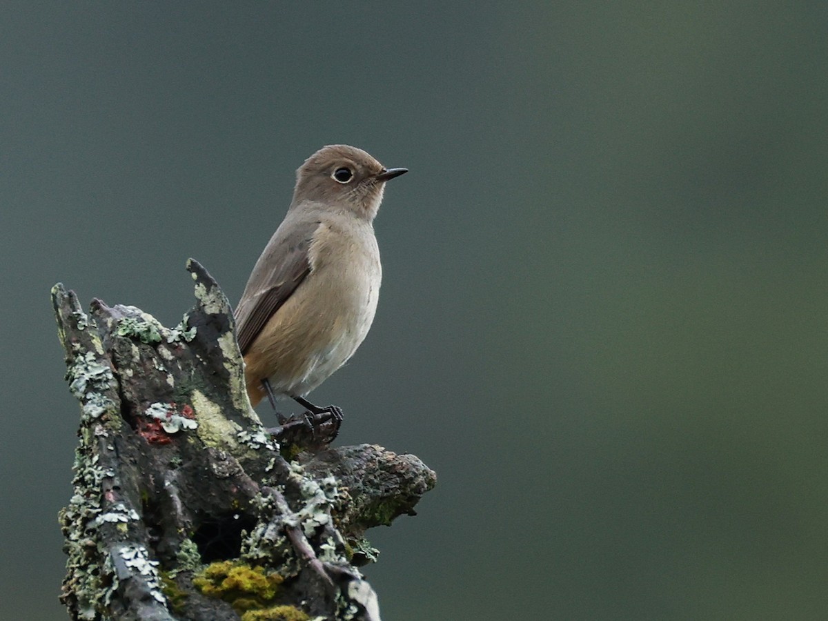 Hodgson's Redstart - ML646519883