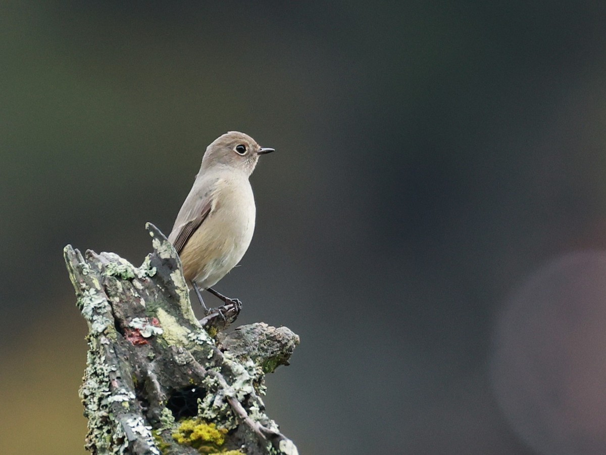 Hodgson's Redstart - ML646519884