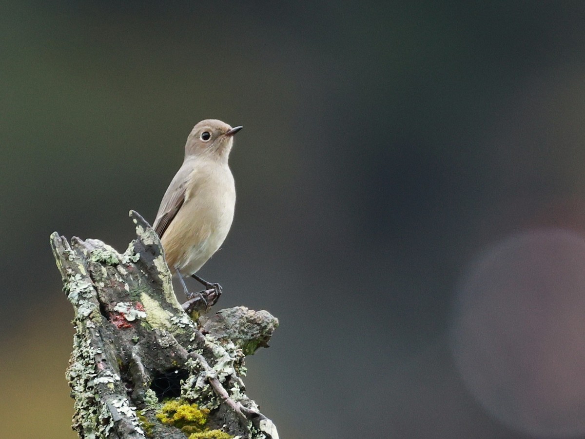 Hodgson's Redstart - ML646519885