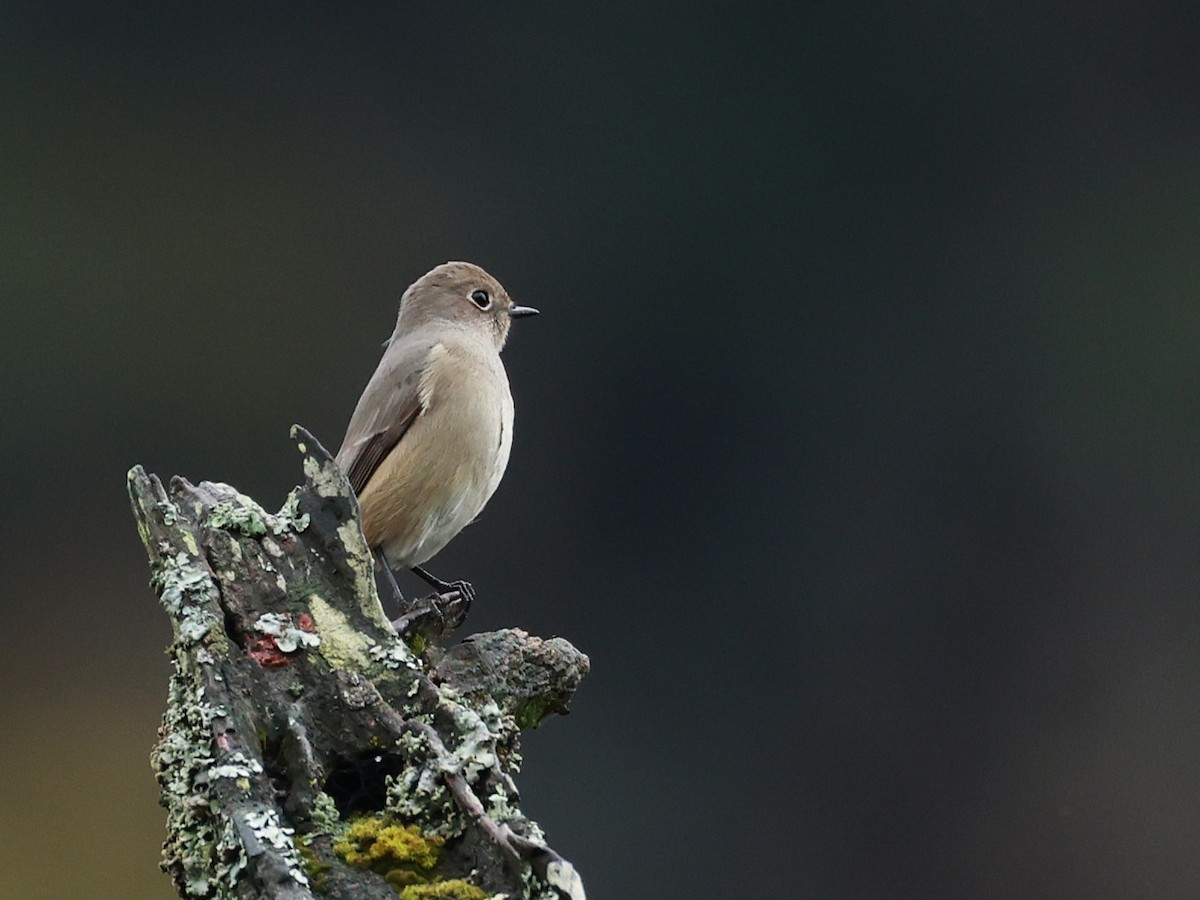 Hodgson's Redstart - ML646519886
