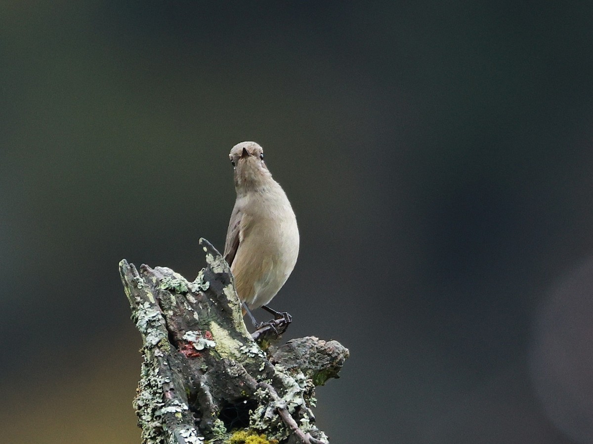 Hodgson's Redstart - ML646519887