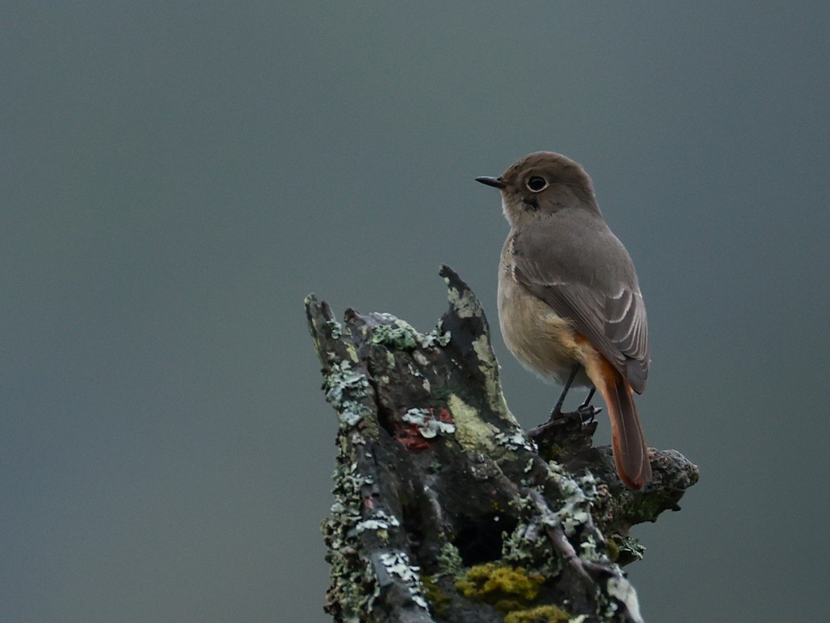 Hodgson's Redstart - ML646519888