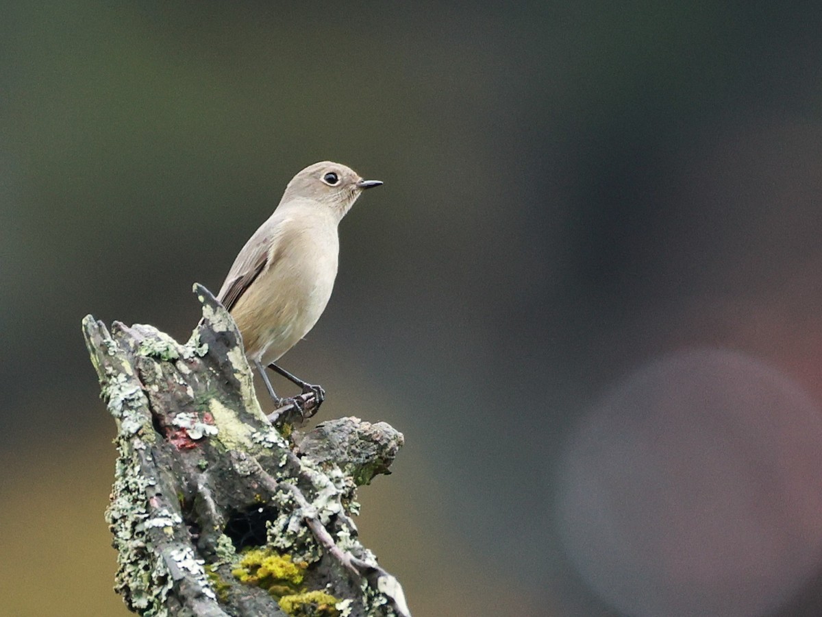 Hodgson's Redstart - ML646519889