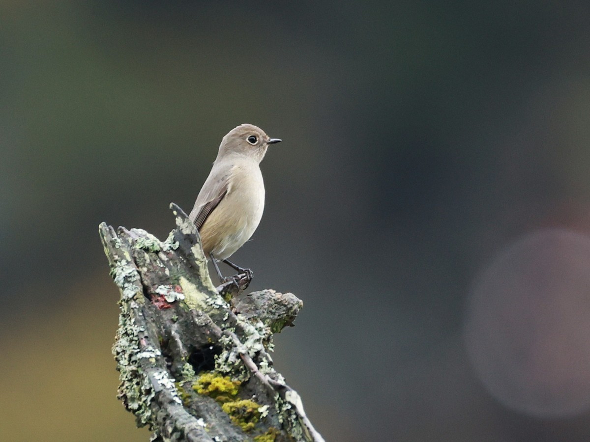 Hodgson's Redstart - ML646519890