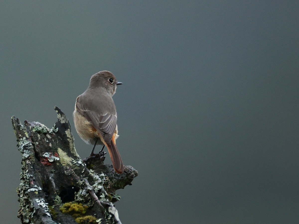 Hodgson's Redstart - ML646519891