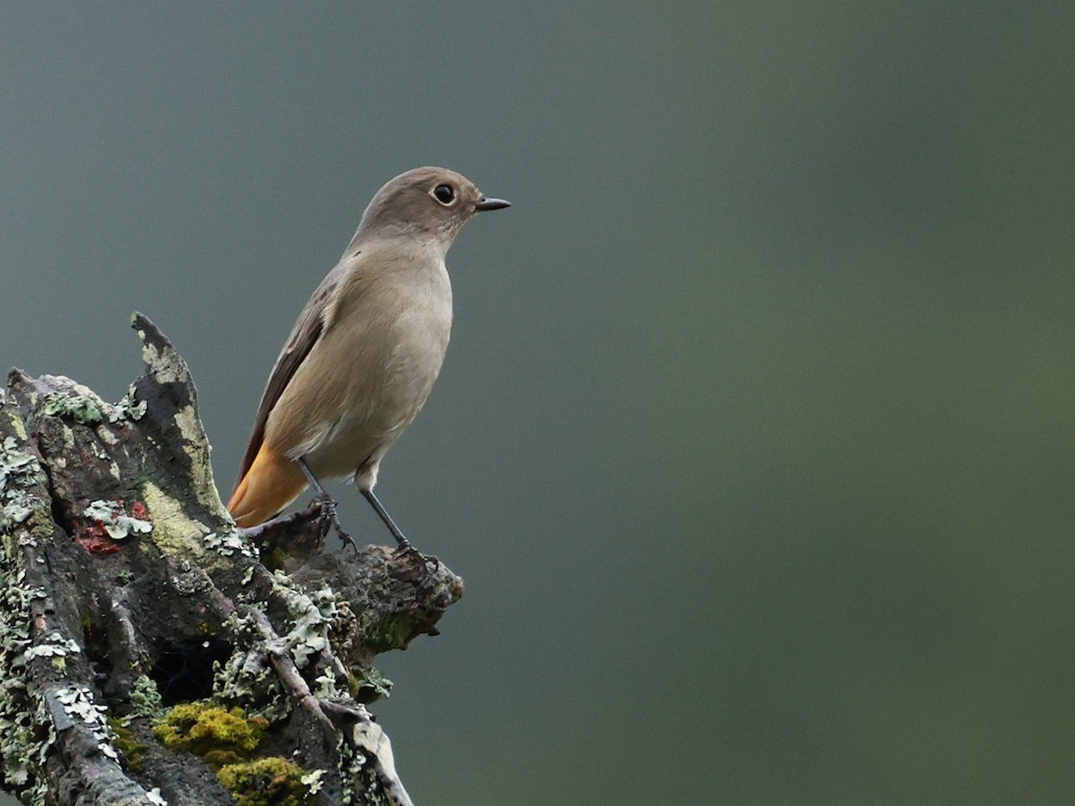 Hodgson's Redstart - ML646519892
