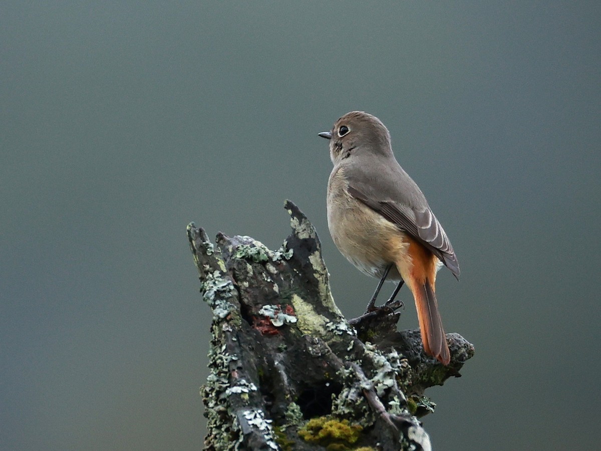 Hodgson's Redstart - ML646519893