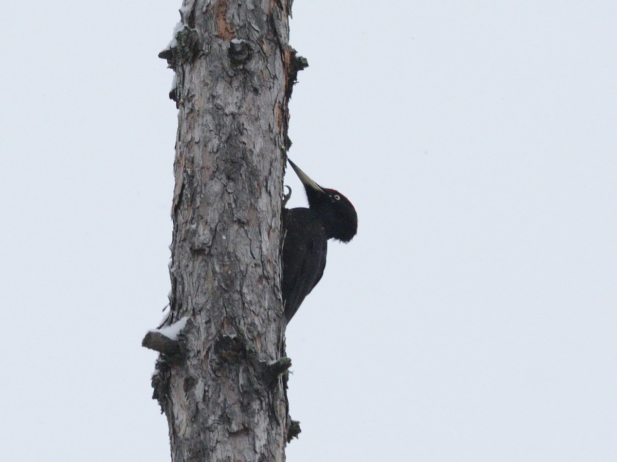 Black Woodpecker - ML646519894