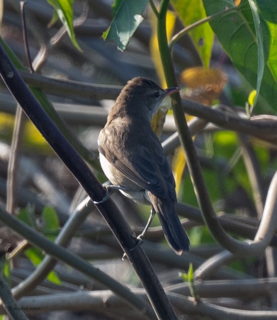 Clamorous Reed Warbler - ML646519897