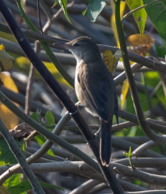 Clamorous Reed Warbler - ML646519898
