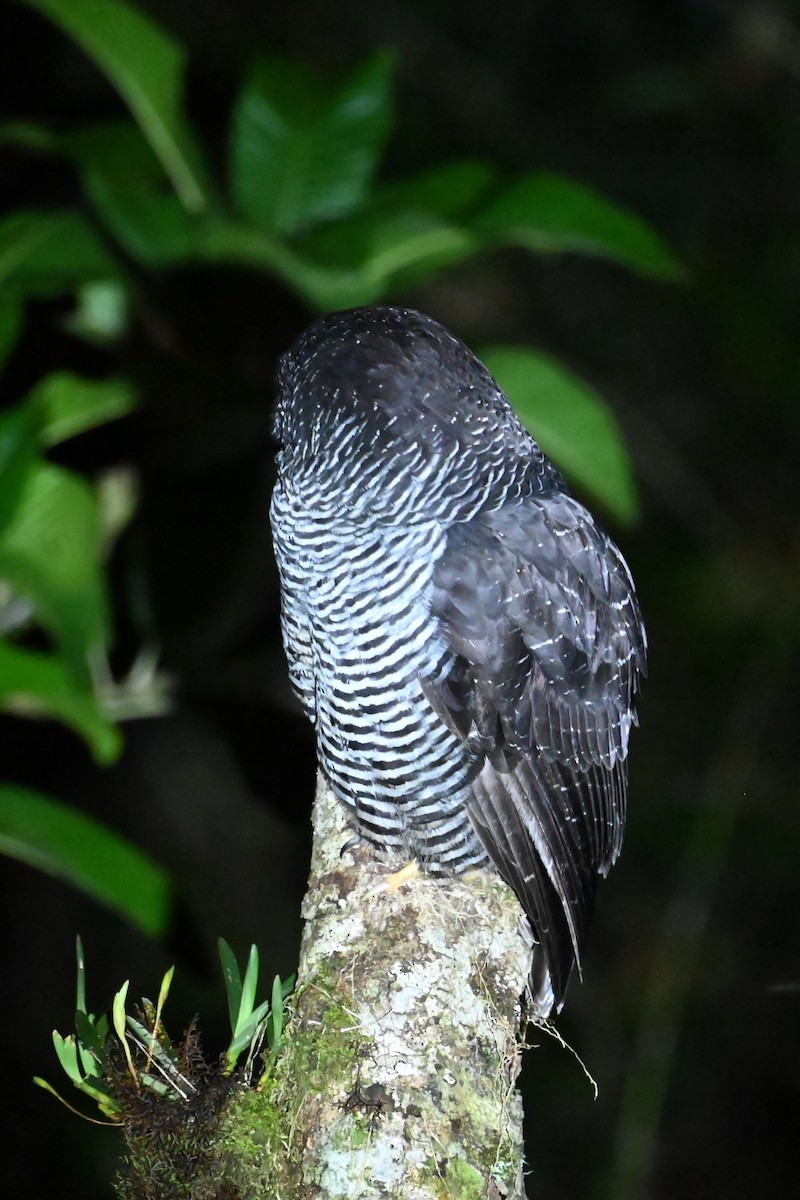 Black-banded Owl (San Isidro) - ML646519900