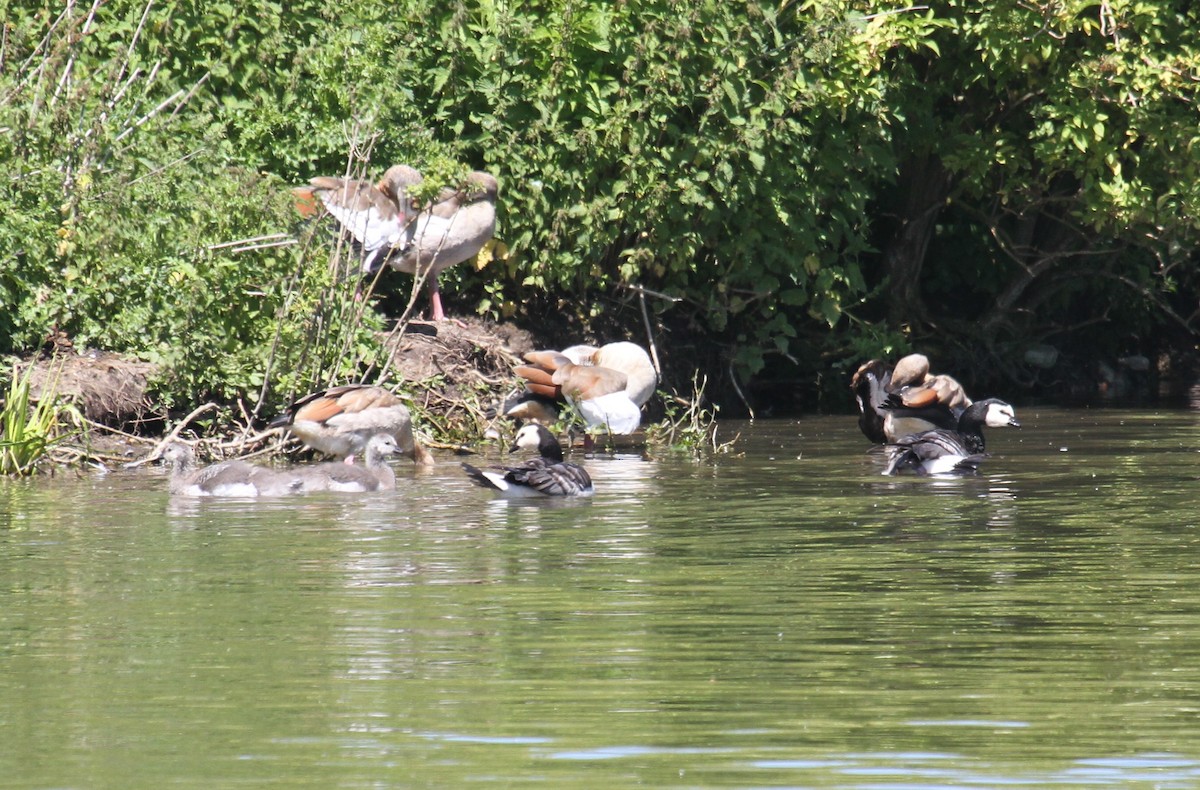 Egyptian Goose - ML646519901