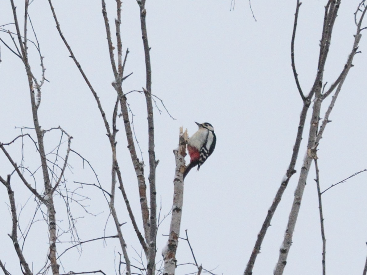 Great Spotted Woodpecker (Great Spotted) - ML646519902