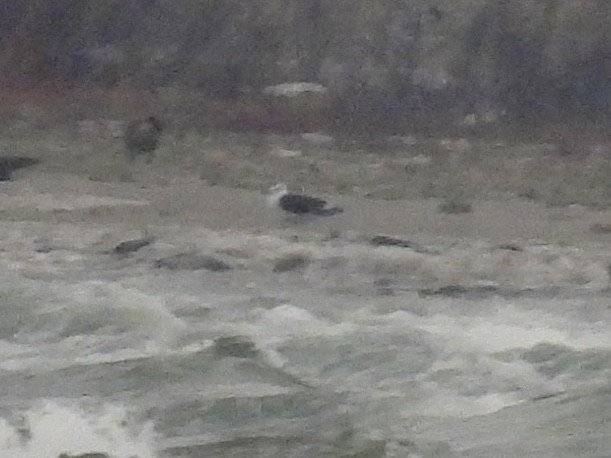 Great Black-backed Gull - ML646519904