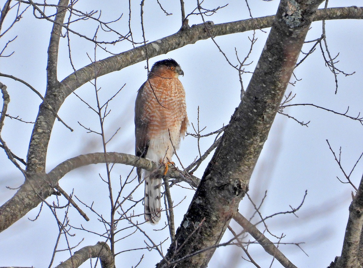 Cooper's Hawk - ML646519907