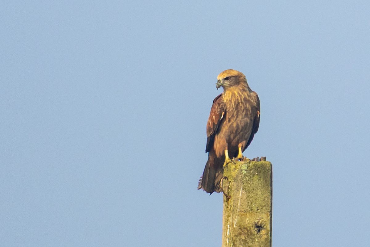 Brahminy Kite - ML646519908