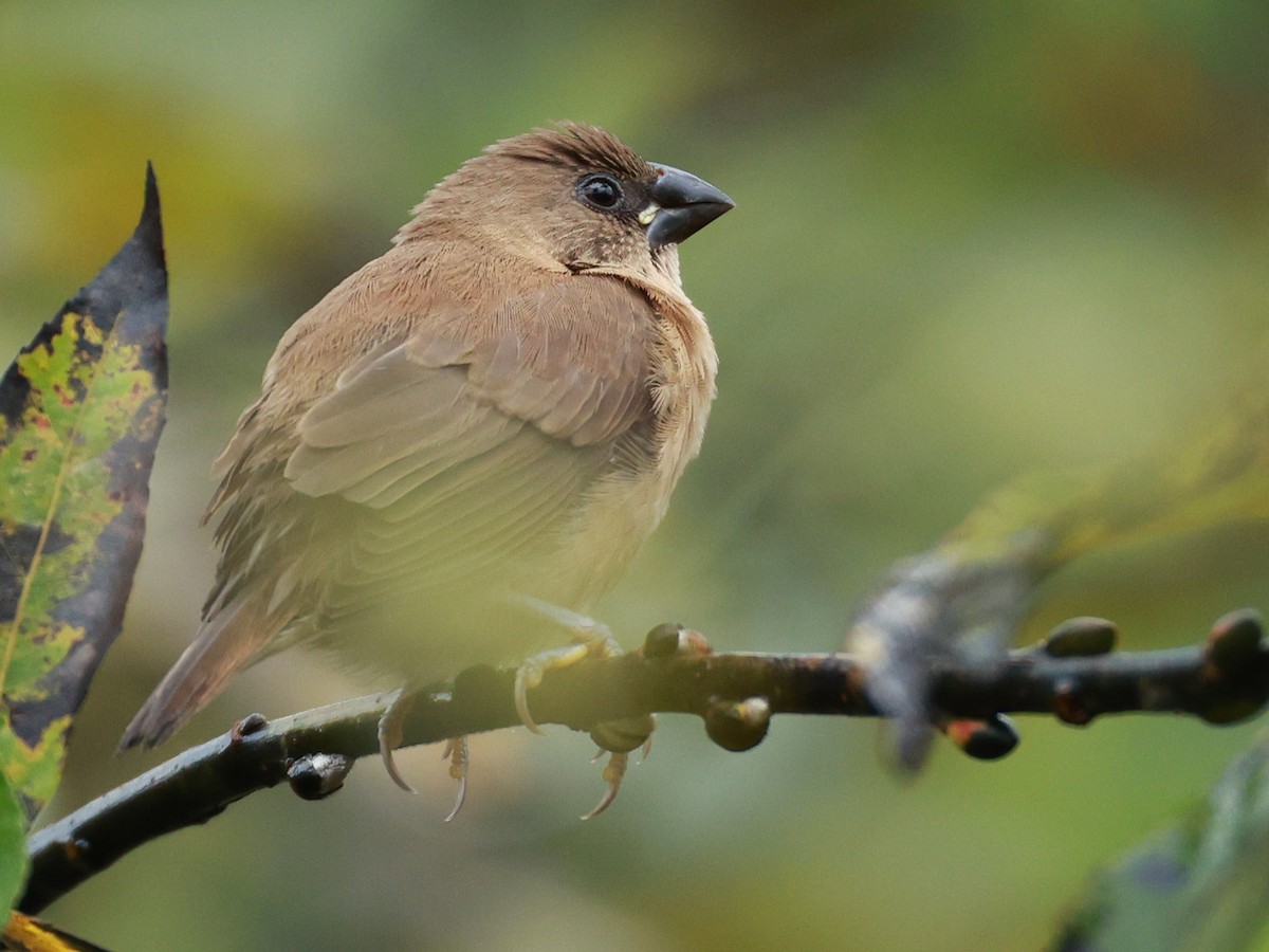 Scaly-breasted Munia - ML646519909