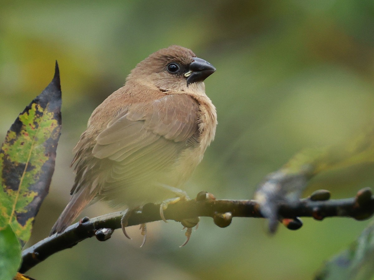 Scaly-breasted Munia - ML646519910