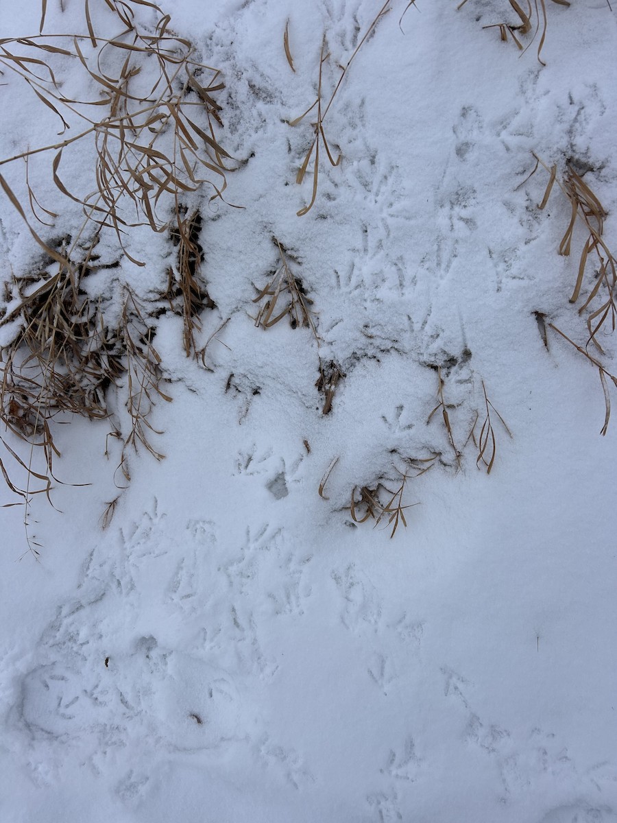 Gray Partridge - ML646519911