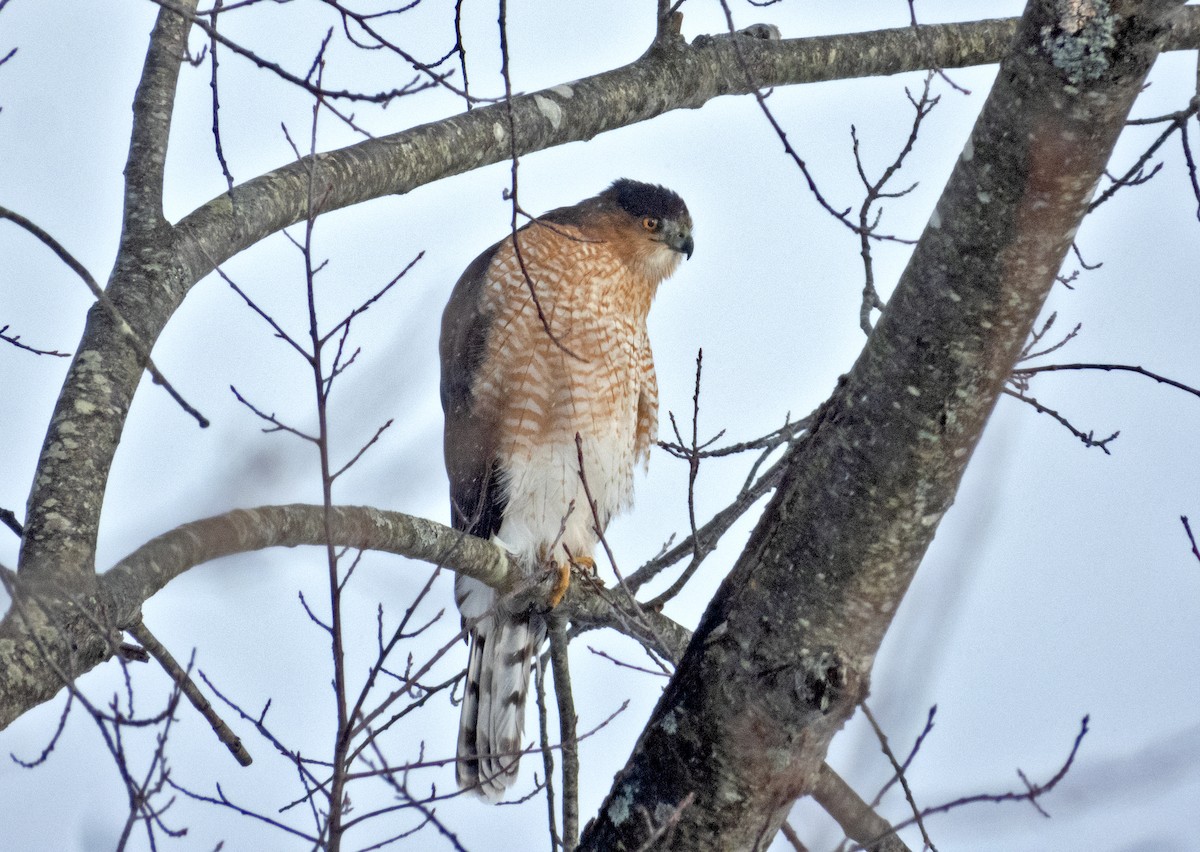 Cooper's Hawk - ML646519912