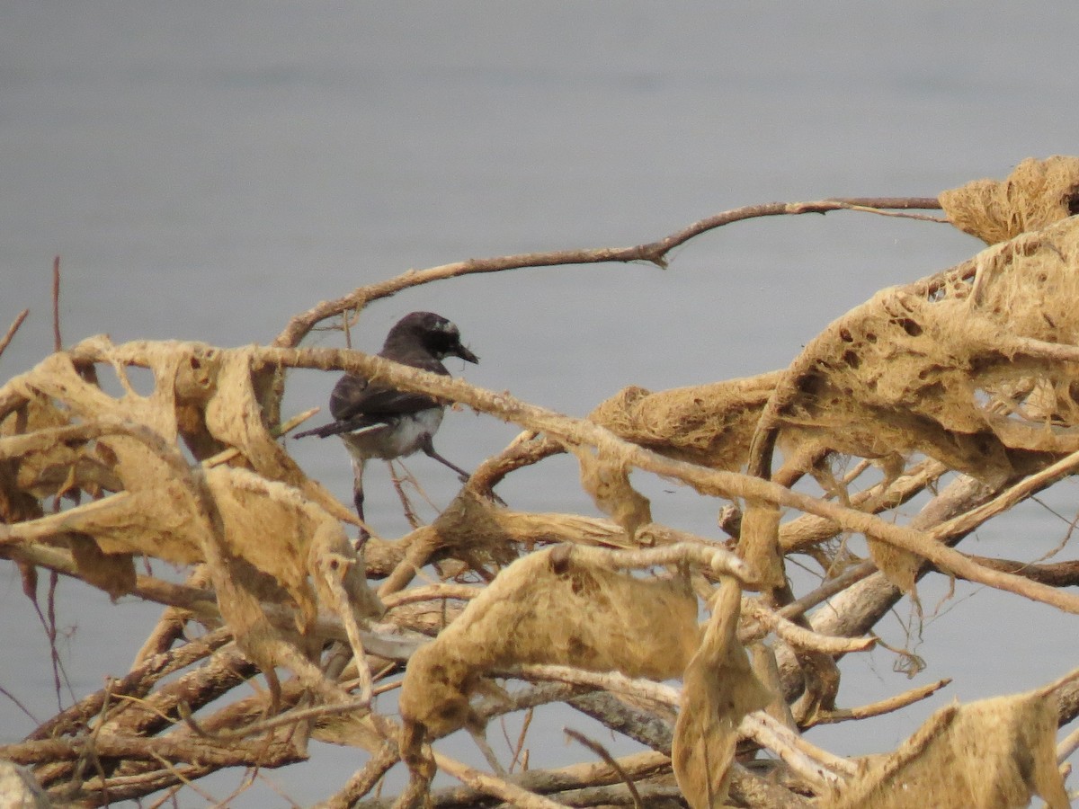 Mekong Wagtail - ML646519913