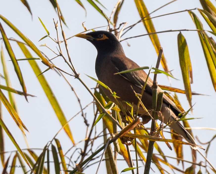 Common Myna - ML646519914