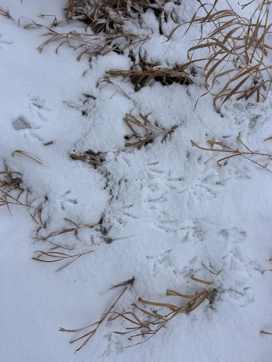 Gray Partridge - ML646519915