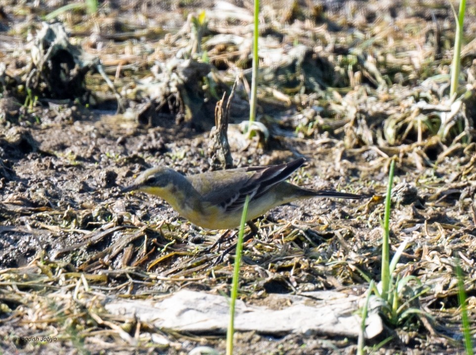 Sarı Kuyruksallayan - ML646519916