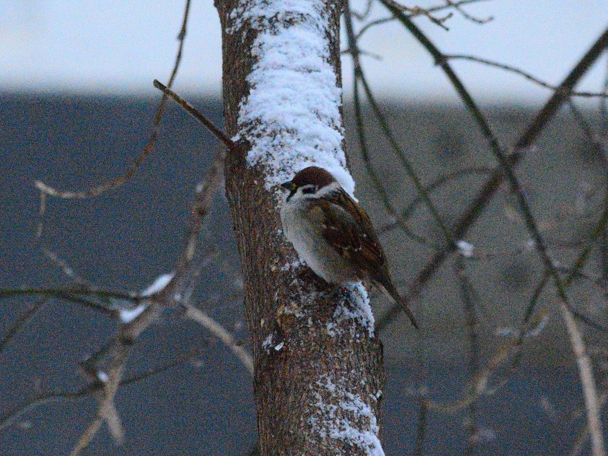 Eurasian Tree Sparrow - ML646519917