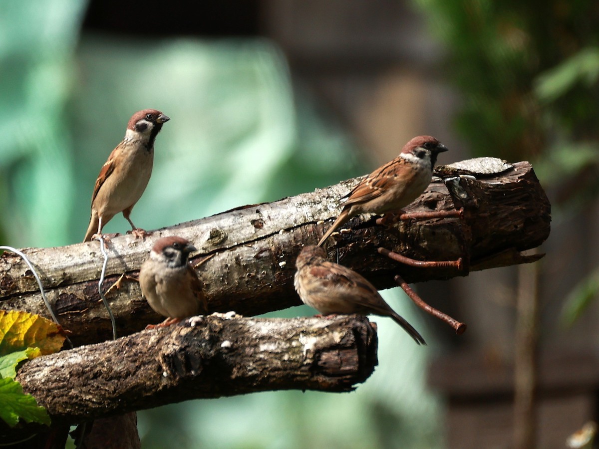 Eurasian Tree Sparrow - ML646519918