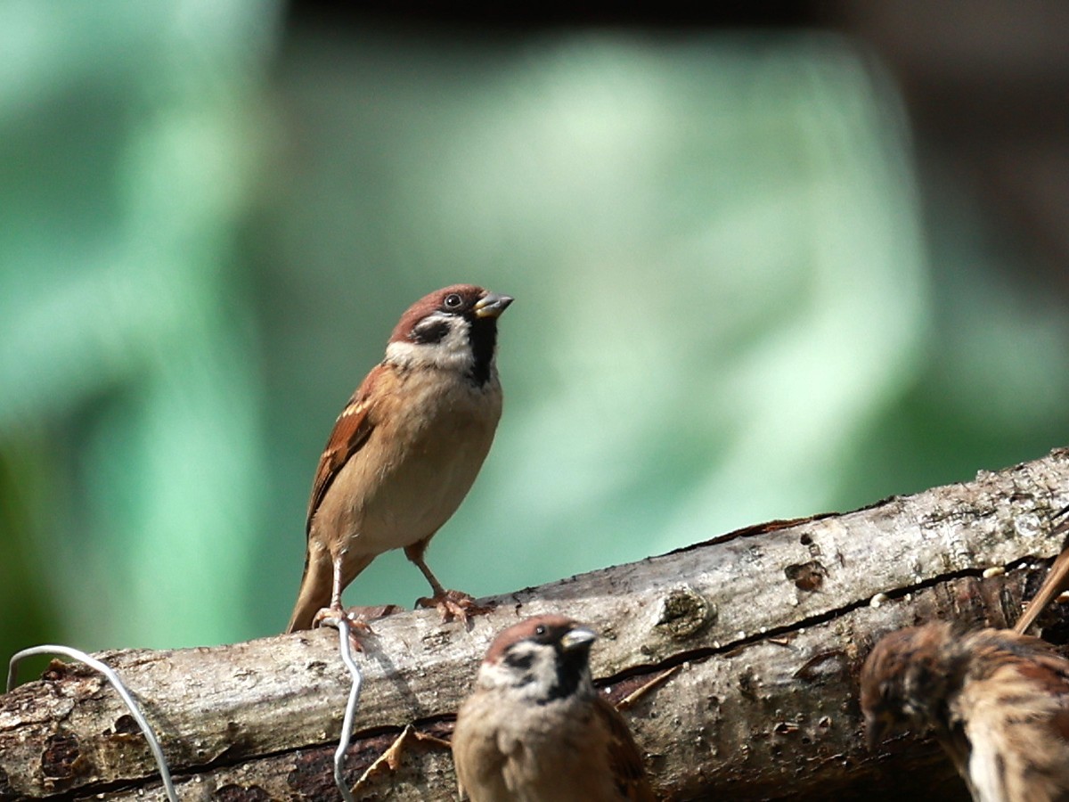 Eurasian Tree Sparrow - ML646519919