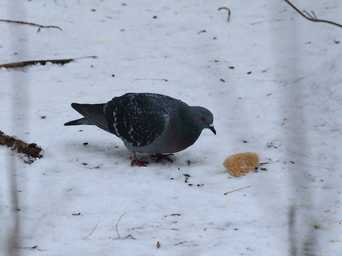 Rock Pigeon (Feral Pigeon) - ML646519921
