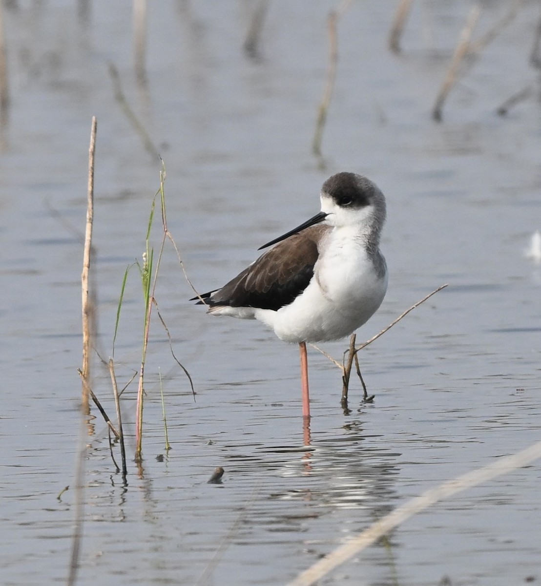 セイタカシギ - ML646519922