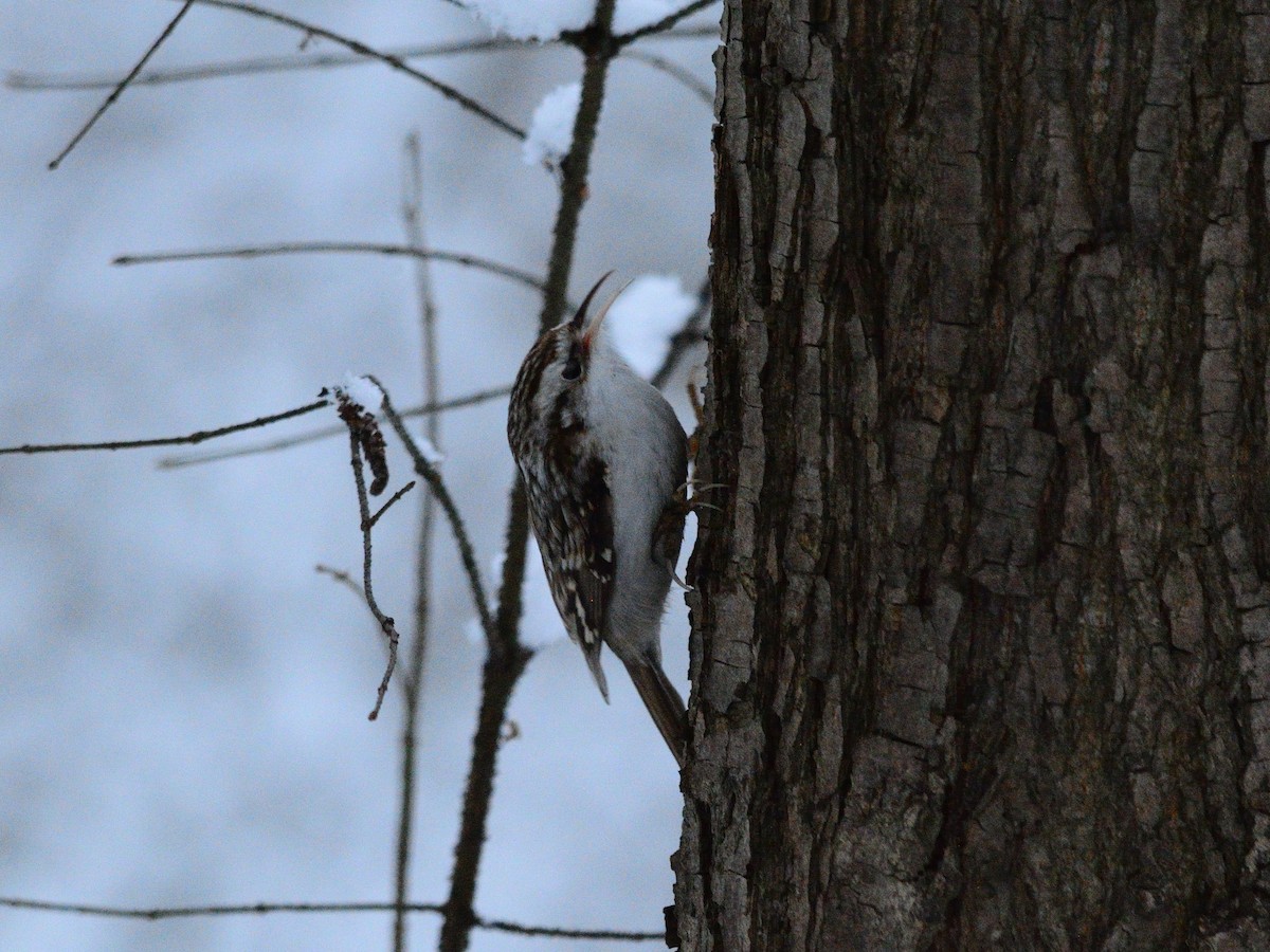 Eurasian Treecreeper - ML646519925