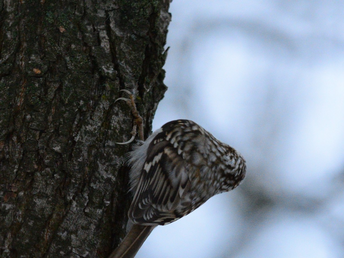 Eurasian Treecreeper - ML646519926