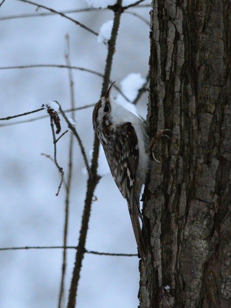 Eurasian Treecreeper - ML646519927