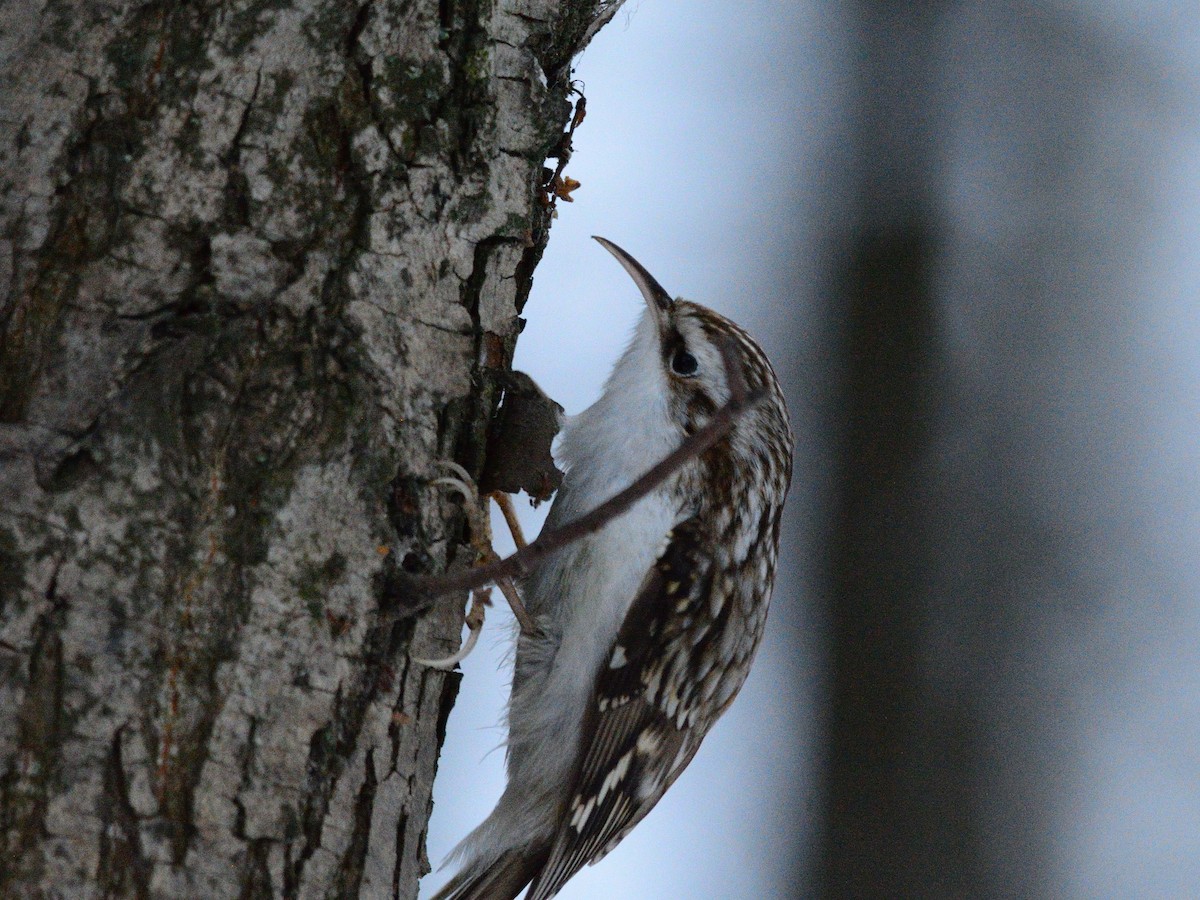 Eurasian Treecreeper - ML646519928