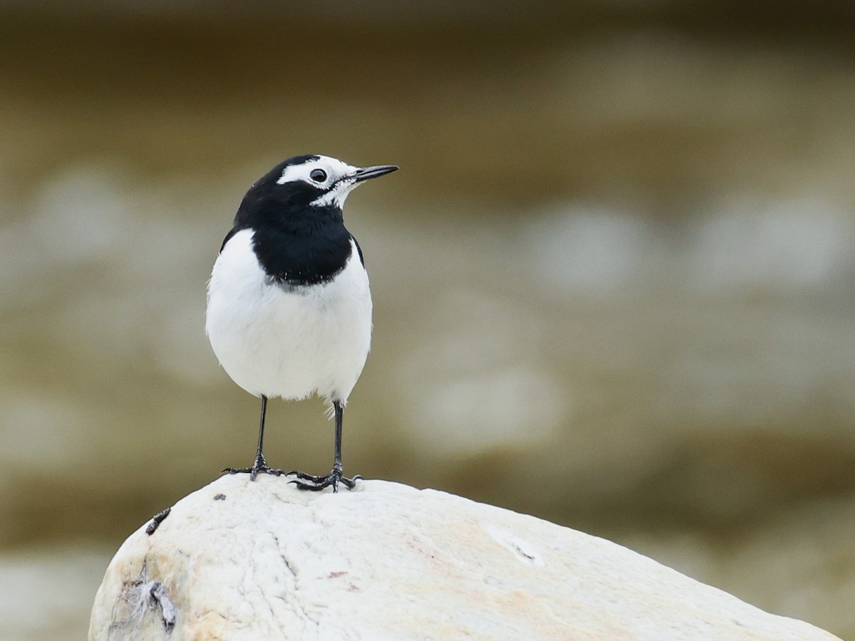 White Wagtail - ML646519930
