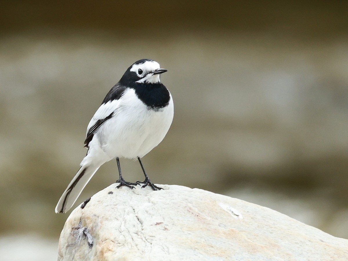 White Wagtail - ML646519931