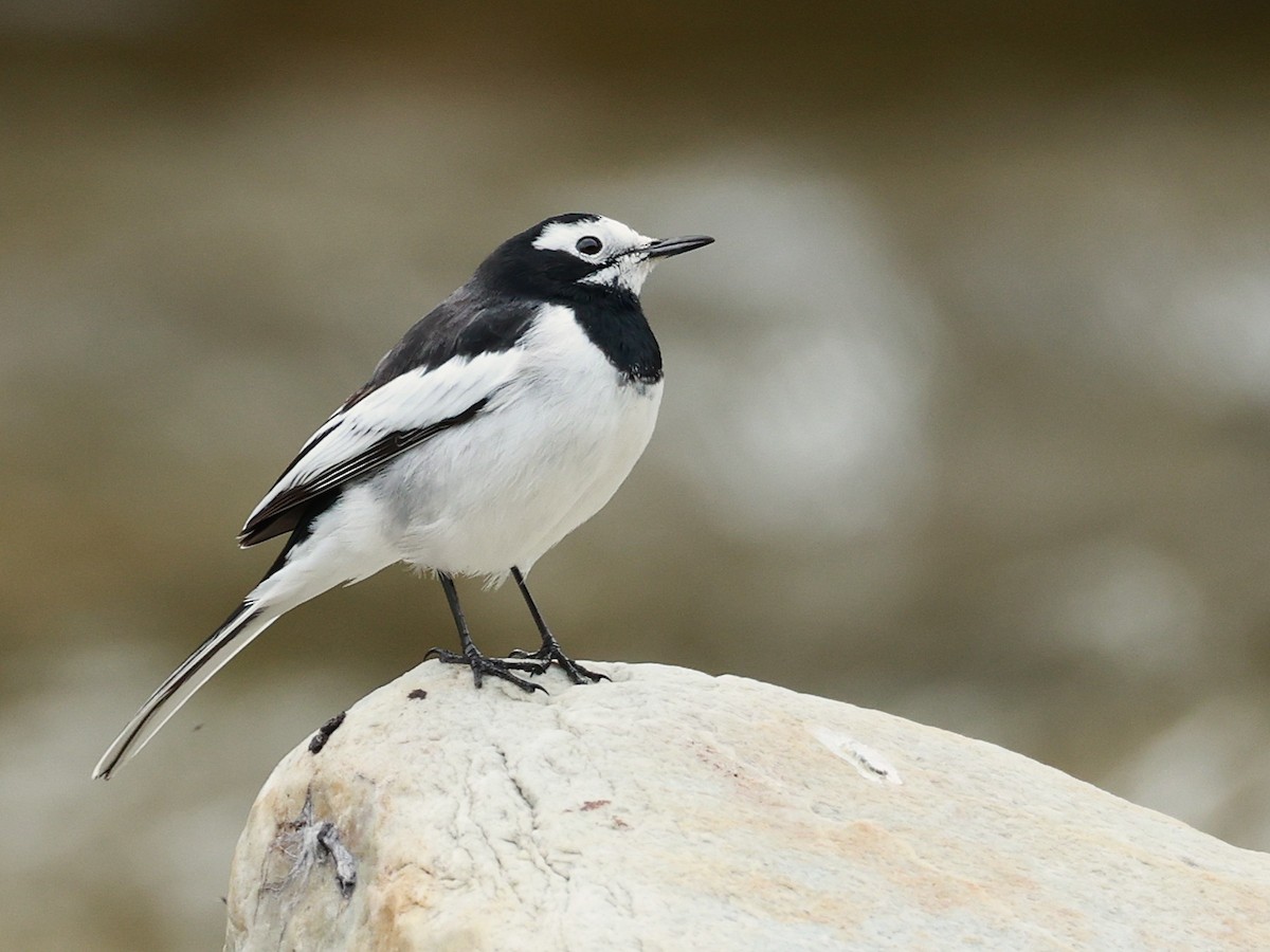 White Wagtail - ML646519932